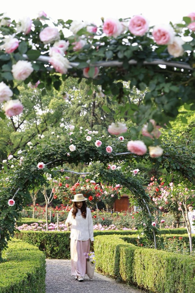 五一必去嘅浪漫花海打卡攻略 杭州花圃·月季盛花期   時間: 4月底-5月中（五一正盛