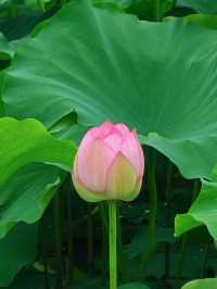 影相效果真係唔錯嘅珠海免費荷花衝