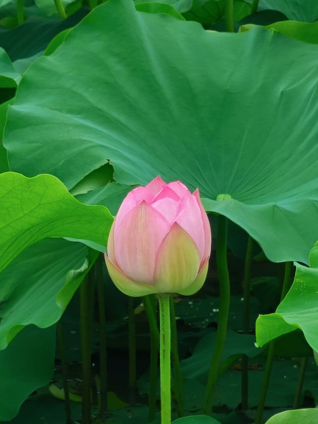 影相效果真係唔錯嘅珠海免費荷花衝