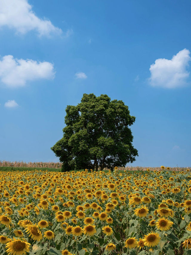 🌻成都隱藏美景！孤樹與熱鬧向日葵花海