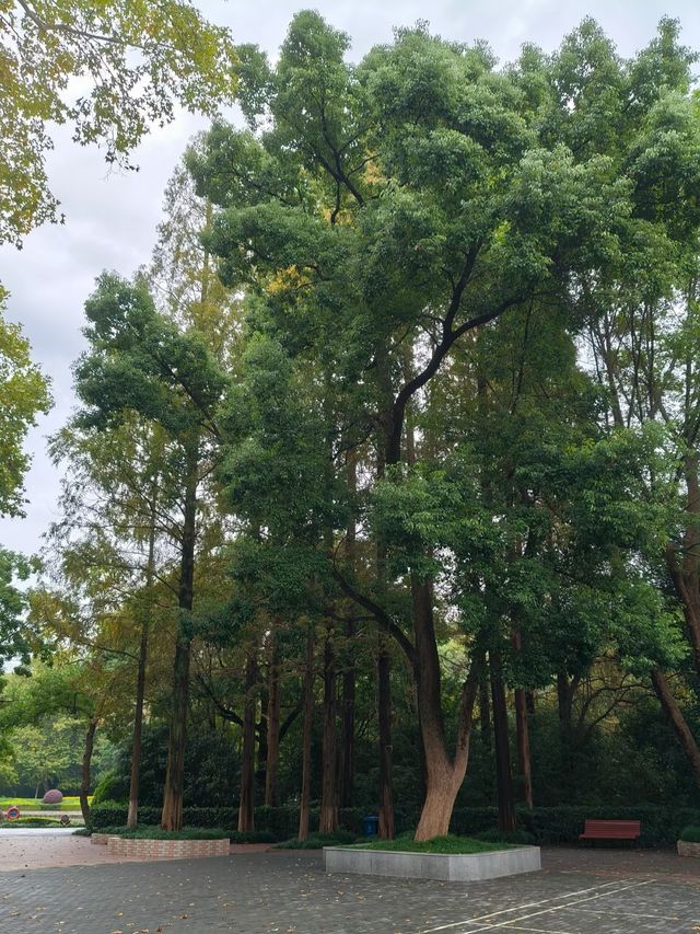 【赭山秘境｜喺蕪湖嘅皺褶裡，邂逅千年時光】