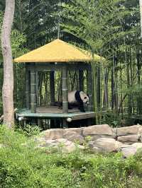 PANDA PANDA熊猫🐼好可爱～