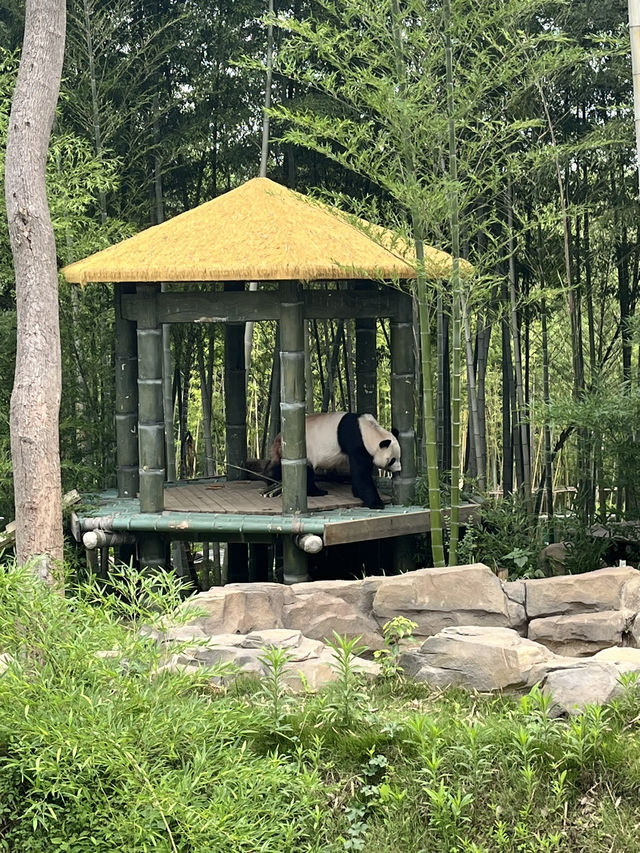 PANDA PANDA熊猫🐼好可爱～