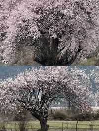 波密桃花溝：邂逅一場春日嘅粉色浪漫