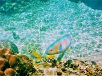 Beneath the Azure: Snorkeling & Marine Life at Koh Tao's Tanote Bay