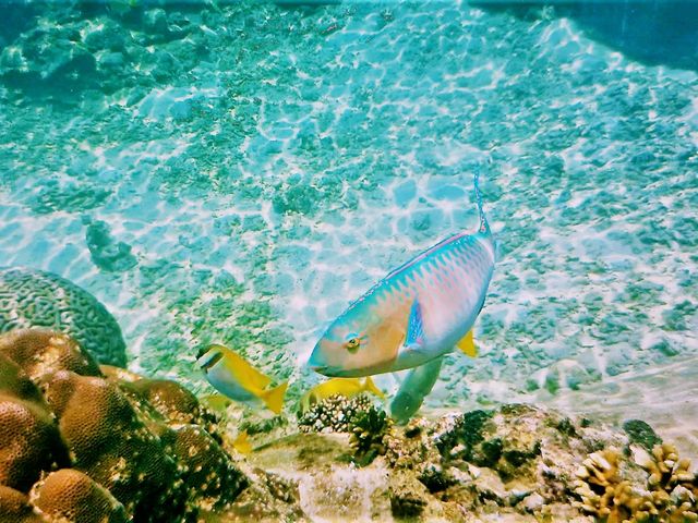 Beneath the Azure: Snorkeling & Marine Life at Koh Tao's Tanote Bay