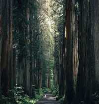 戶隱神社：神域之森嘅詩意棲居