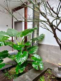喺麗江住到唔想返屋企！設計感靚宿太正啦！
