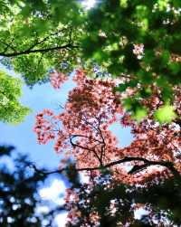 日本白馬村5天紅葉溫泉攻略