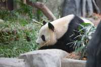 動物魔法屋｜住廈門靈玲大酒店就像拆盲盒一樣充滿驚喜