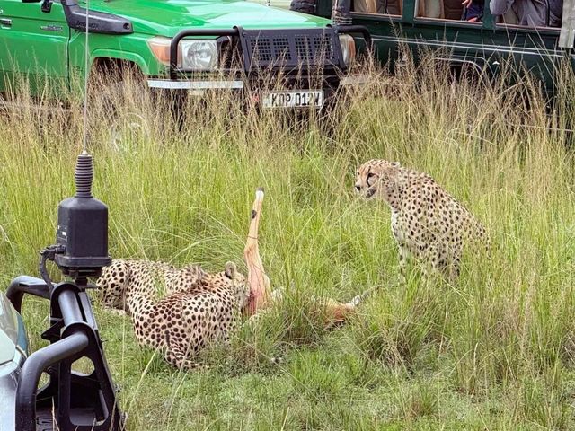 嚟肯尼亞實現我嘅非洲safari願望清單啦！呢度簡直係野生動物嘅天堂，每日擘大眼就見到各種神奇動