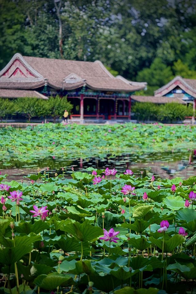 頤和園小眾秘境荷花盛開，滿塘清麗美若仙境