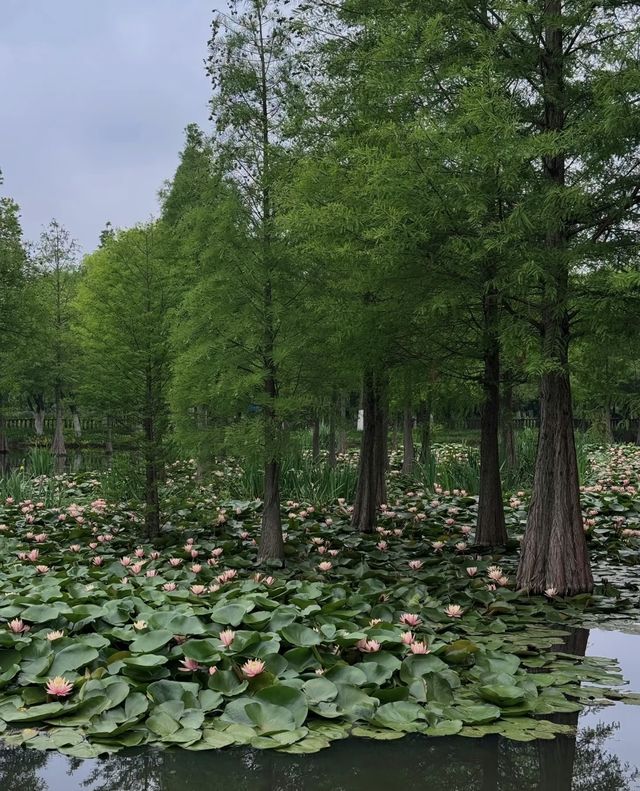 昆明嘅陰雨天簡直係人間天堂🪷