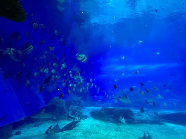 珠海長隆海洋王國必玩項目