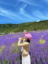 川西嘅紫色暴擊！松潘薰衣草嘅終極浪漫，手機記憶卡直接陣亡