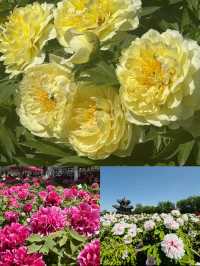 菏澤牡丹花城2日遊｜1000元搞定春日限定浪漫