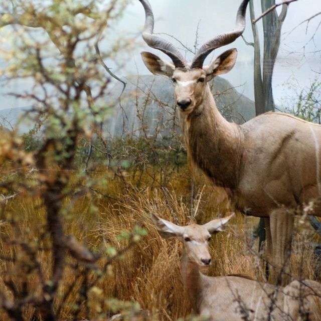 🦁 Natural History Museum Helsinki – A Safari Indoors