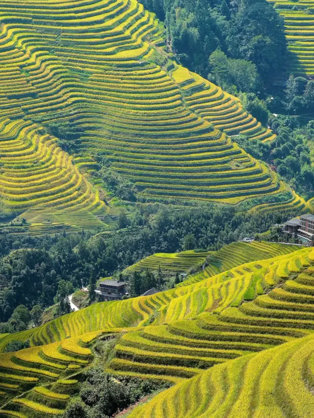 In October, everyone visiting the Longji Rice Terraces goes crazy taking photos in these 2 villages! Plus tips to avoid travel pitfalls