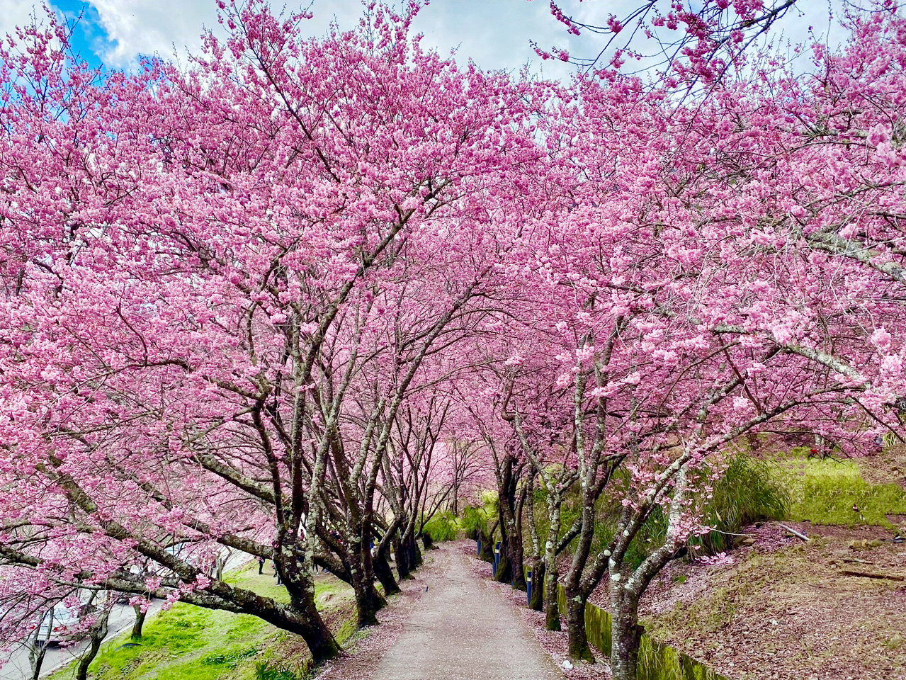 在台灣，很少會用倉狂來形容盛開的花；但武陵農場的櫻花是個例外。

每年春天，最浪漫的畫面都在這裡上演——
整片山谷化成粉紅海，櫻花沿著道路、溪畔一路盛開，
微風吹過，花瓣漫天飛舞，像是掉進了粉色夢境。

📍武陵農場 x 雪霸國家公園界碑
這裡的櫻花密度超高，從昭和櫻、紅粉佳人到山櫻花，
層層疊疊交織出春天最華麗的顏色。
清晨光線柔和時拍照最美，午後陽光穿透花影也很迷人。

🌿 小提醒：
	•	每年櫻花季（約 2 月中至 3 月初）需提前預約入園。
	•	自駕可順遊 桃山瀑布步道 或 茶園步道，遠眺群山間粉紅花海。
	•	若能住一晚農場內的住宿，晨霧中賞櫻更有仙境感。


#武陵農場櫻花季 #雪霸國家公園 #台灣櫻花 #春季旅遊 #賞櫻秘境 #山林美景 #粉紅花海 #TripMoments
 