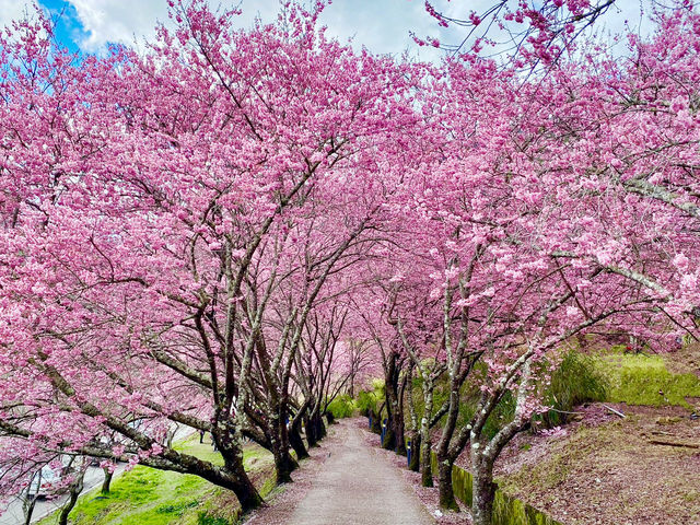 🌸 武陵農場櫻花季｜一場春天限定的粉紅盛宴
