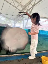 帶娃刷陵水，一定要說說的真實感受