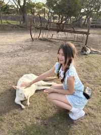 現實版神奇動物在哪裡袋鼠王國超全攻略