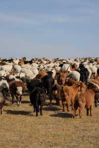 在蒙古國追到了一場盛大的秋天