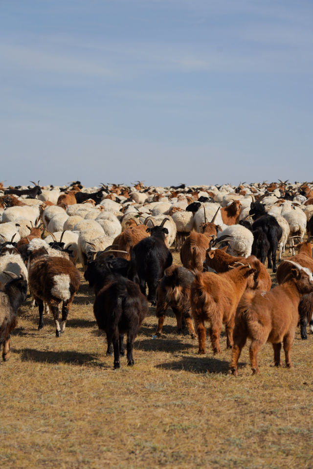 在蒙古國追到了一場盛大的秋天