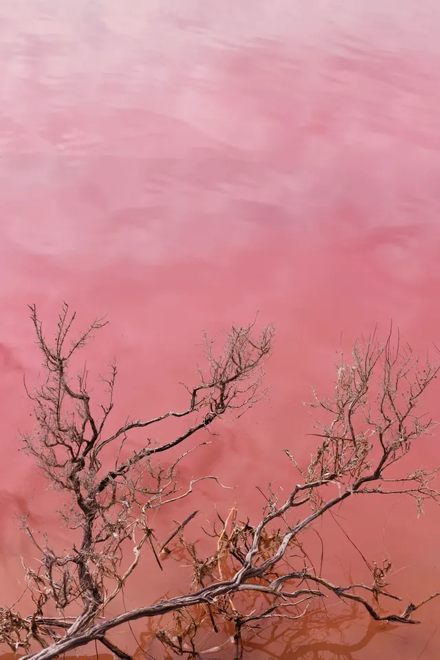 Hutt Lagoon |粉湖,又是跟著老周遊西澳的一 Hutt Lagoon |粉湖,又是跟著老周遊西澳的一