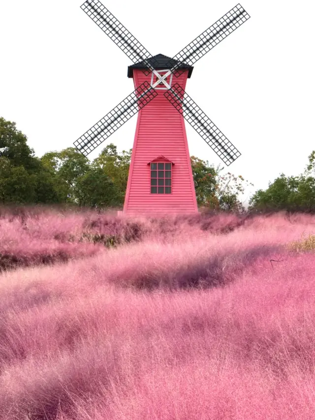 Hurry up! The Best Viewing Period for Muhly Grass at Shanghai Binjiang Forest Park