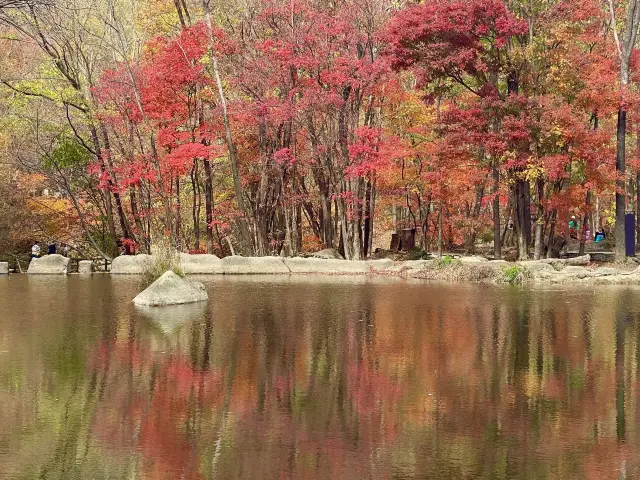 Benxi Maple Viewing 2025.10.15