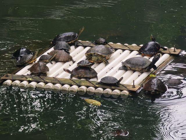 南寧-崇左6日遊:品南寧滋味,探秘崇左自然之旅 南寧-崇左6日遊:品南寧滋味,探秘崇左自然之旅