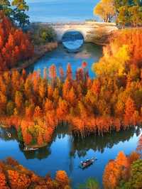 尚湖秋景圖鑑：湖岸染金，秋陽正好