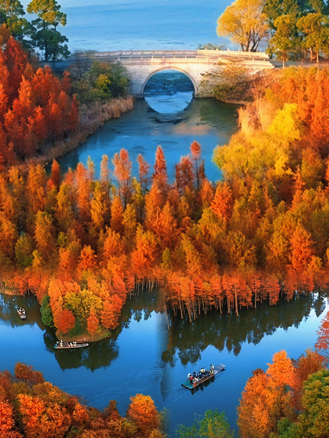 尚湖秋景圖鑑：湖岸染金，秋陽正好