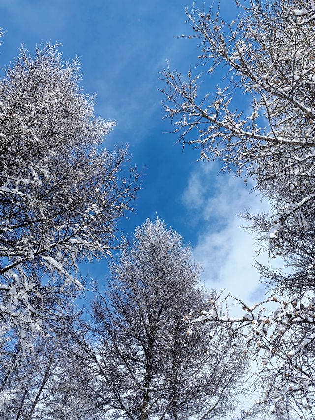 樺皮嶺踏雪：樺皮嶺會懲罰每一個不帶工具的人！