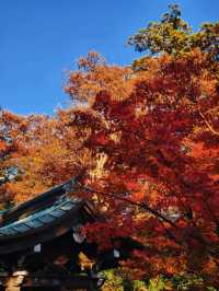 關東絕景!高尾山紅葉狩全攻略錯過再等一年