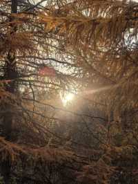 秋色森林裡的山羊牧場