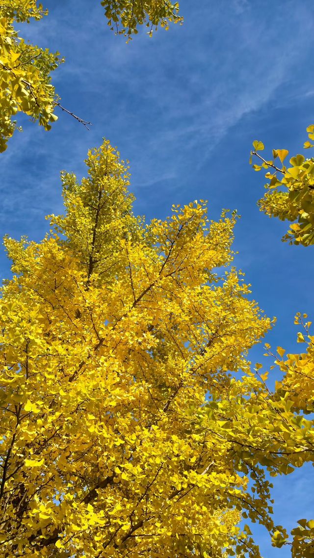 秋之韻：凋零與豐收的交響