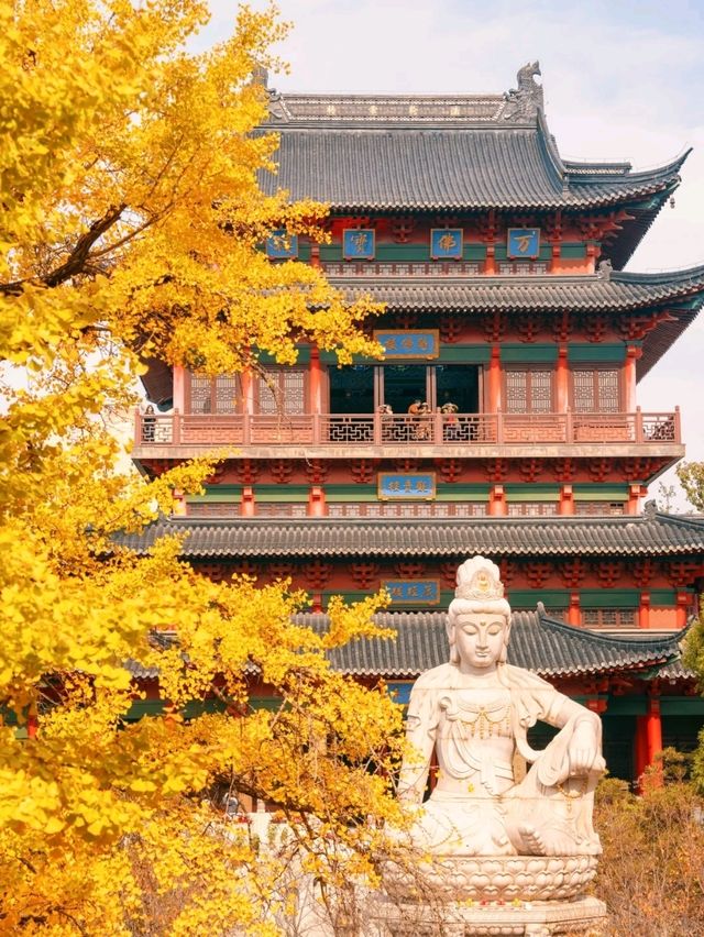 “오동나무 아름답다”라며 남경도시 가득 심었어요🍂