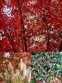 華北第一瀑+太行獼猴互動，這份避坑指南讓你玩出“仙境感”！