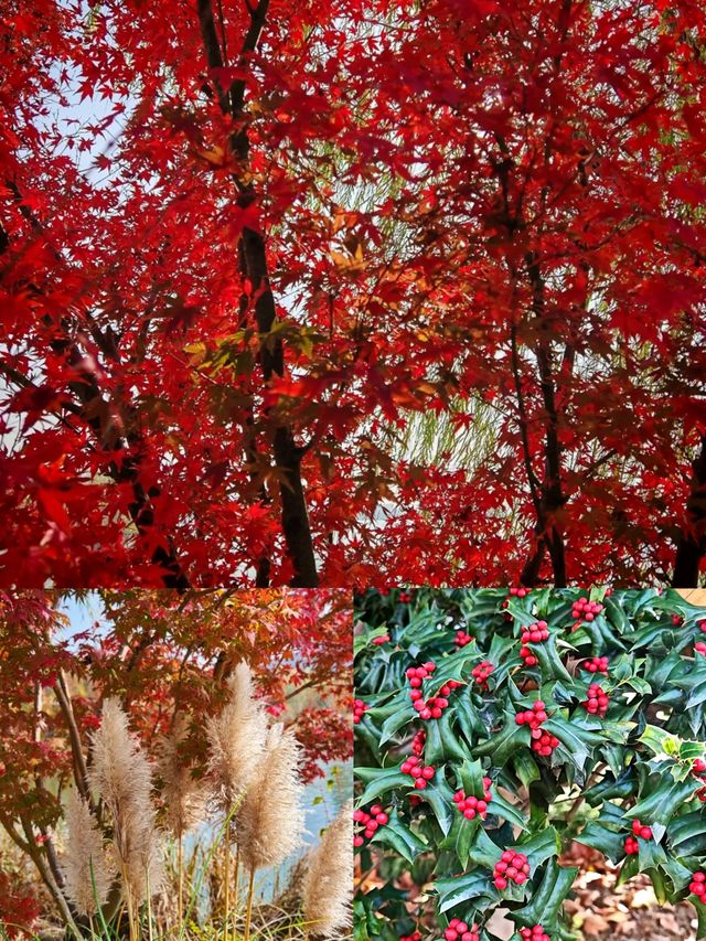 華北第一瀑+太行獼猴互動，這份避坑指南讓你玩出“仙境感”！