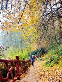 看2025年葛仙山最後一場銀杏雨11.16live