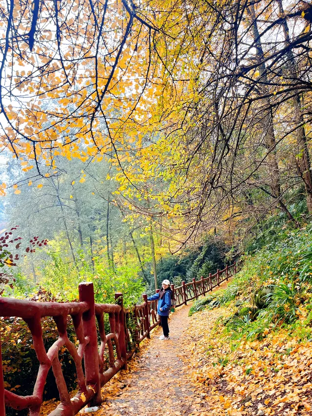 看2025年葛仙山最後一場銀杏雨11.16live