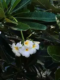 plog|4天3晚|富國島攻略看這一篇就夠