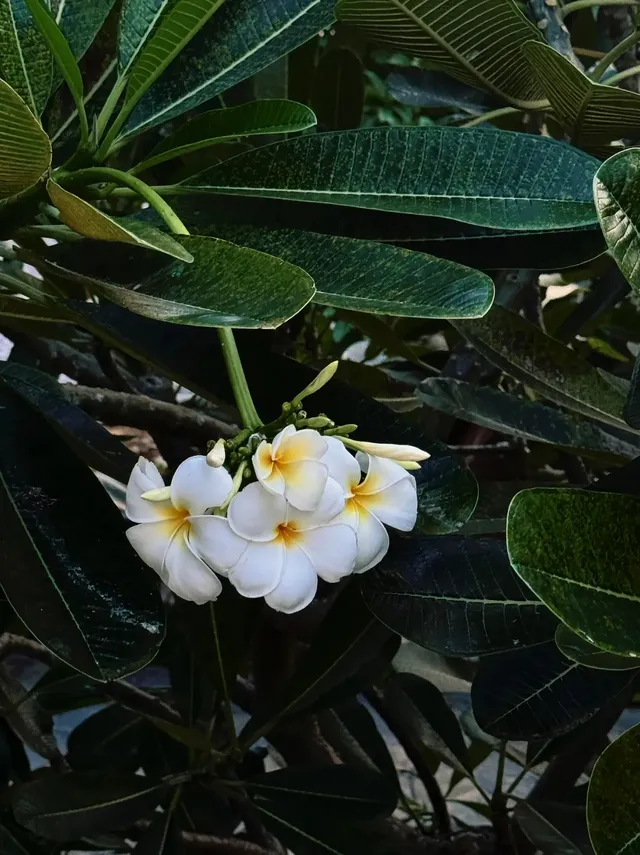 plog|4天3晚|富國島攻略看這一篇就夠 plog|4天3晚|富國島攻略看這一篇就夠