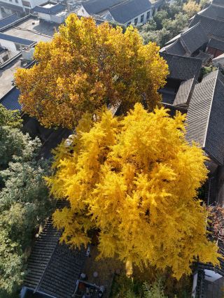 Xuzhou Citywalk Ginkgo Viewing: This Treasure Route Is All You Need