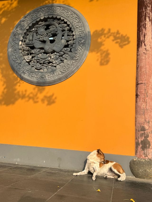 龍華寺的銀杏葉黃啦