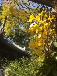 魔都賞秋必去園林