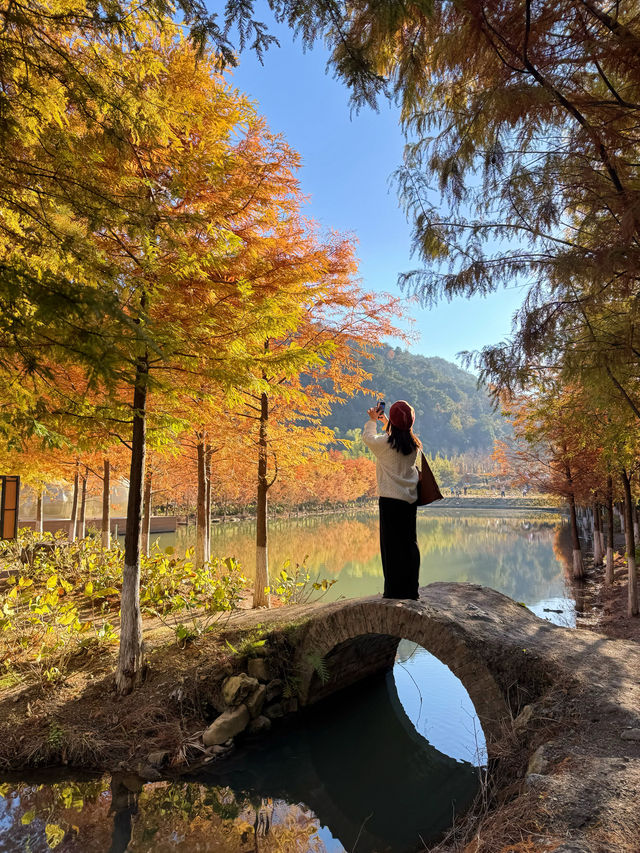 廣州出發2h,打卡紅杉林攻略 廣州出發2h,打卡紅杉林攻略