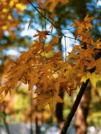 怕你們錯過!再次提醒:共青銀杏濃度已超標